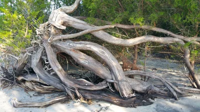 Little River - Photo 3