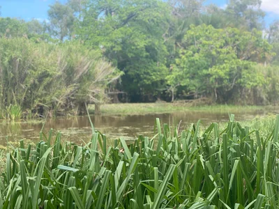 Arafura - Photo 5