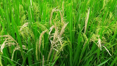 Liannan - Photo 5