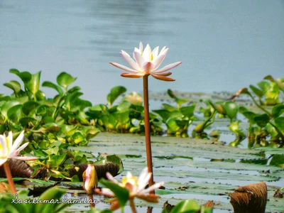 Brahmadesam - Photo 5