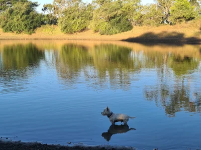 Alligator Creek - Photo 5