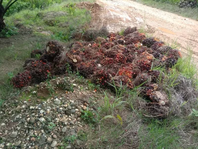 Kinabatangan - Photo 2