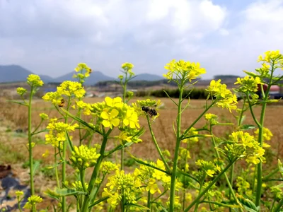 Okcheon-gun - Photo 5