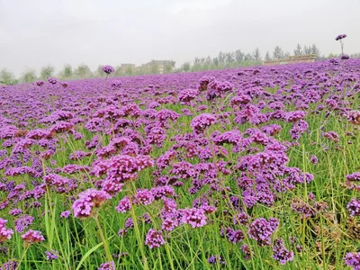 Shizuishan - Photo 5