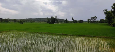 Kothapalli - Photo 4