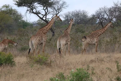 Mkuze Game Reserve - Photo 2
