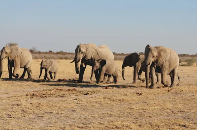 Nxai Pan National Park - Photo 3