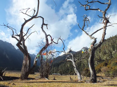 Jiulong - Photo 3