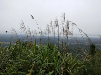 Xiangxiang - Photo 2