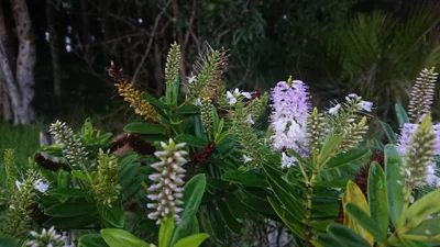 Okaihau - Photo 3