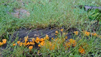 Okaihau - Photo 5