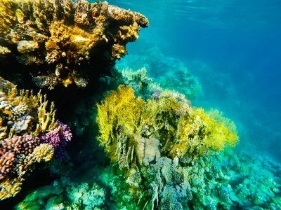 Tiran Island - Photo 5