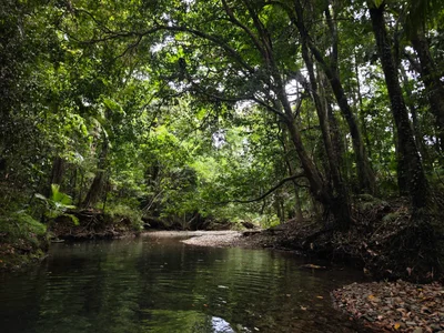 Daintree Region - Photo 2