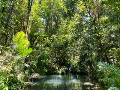 Daintree Region - Photo 3