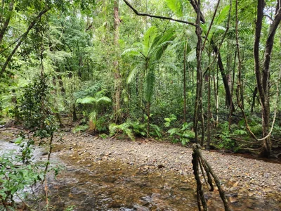 Daintree Region - Photo 5