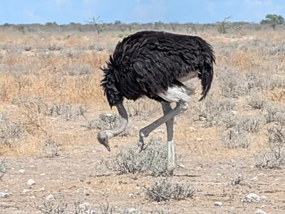 Etosha National Park - Photo 2