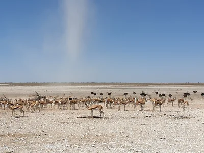 Etosha National Park - Photo 3
