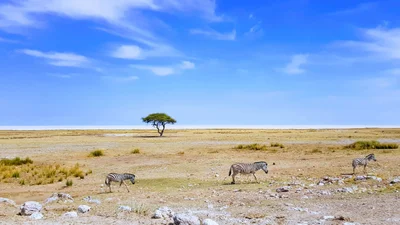Etosha National Park - Photo 4