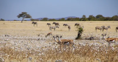 Etosha National Park - Photo 5