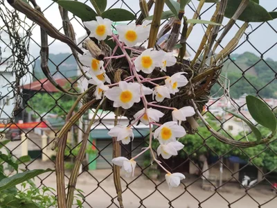 Sơn La - Photo 2