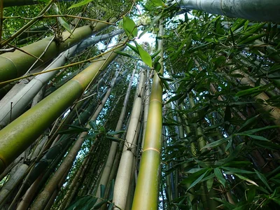 Haruru - Photo 2