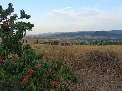 Berdavan - Photo 3