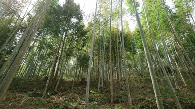 Shanghang - Photo 3