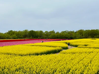 Tainai - Photo 5