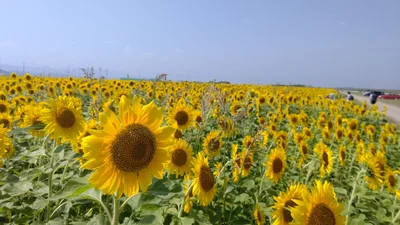 Yamamoto - Photo 2