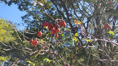 Kitashiobara - Photo 4