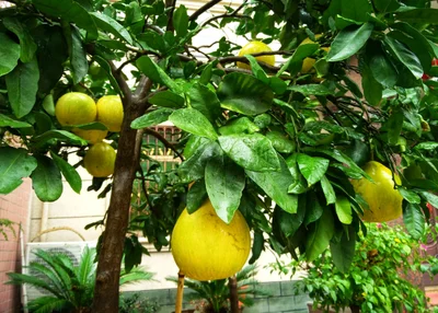 Lanxi - Photo 3