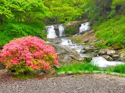 Samegawa - Photo 2