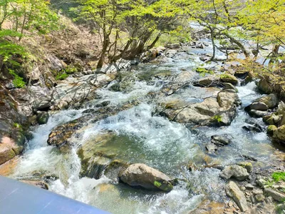 Samegawa - Photo 3