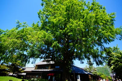 Obuse - Photo 5