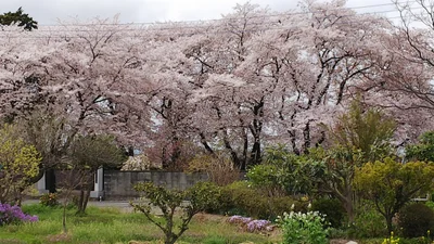 Kamisato - Photo 2