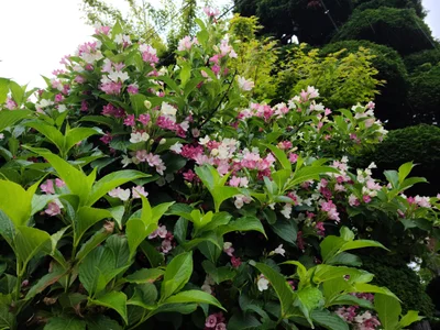 Shiojiri - Photo 3