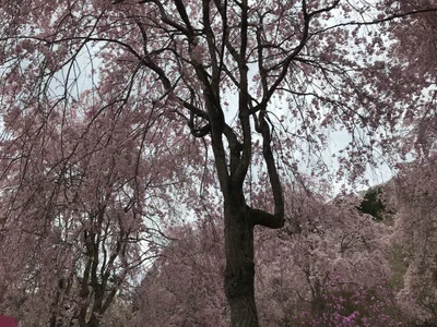 Ogano - Photo 2