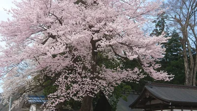 Gujo - Photo 4