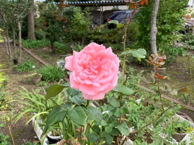 Katsushika - Photo 5
