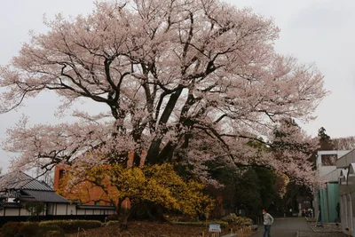 Iida - Photo 4