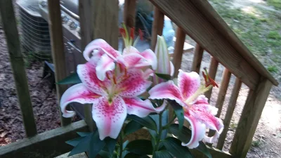 Henderson County - Photo 2