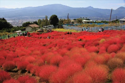 Matsuda - Photo 4