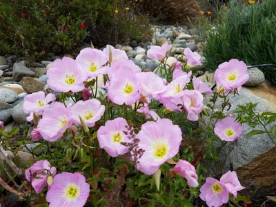 Cuesta-by-the-Sea - Photo 4