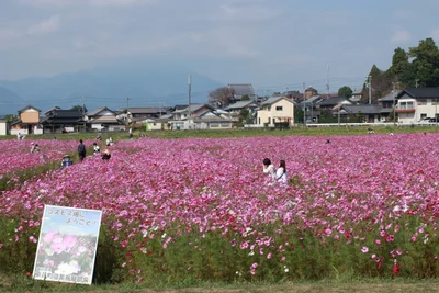 Komono - Photo 2