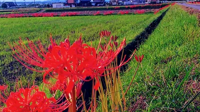 Komono - Photo 3