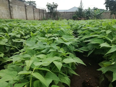 Chilanga - Photo 4