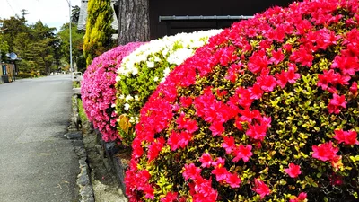 Hino - Photo 4