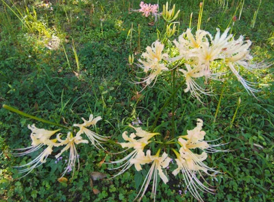 Takahama - Photo 5