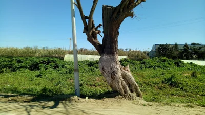 Douaouda - Photo 3