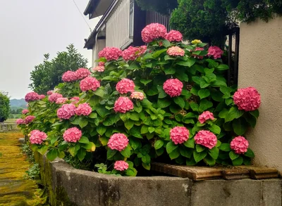 Chikugo - Photo 3